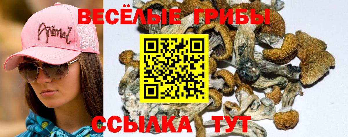Псилоцибиновые грибы прущие грибы  Вход с VPN  Гуково 